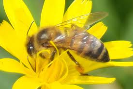La Banca del Germoplasma per la Giornata mondiale delle api