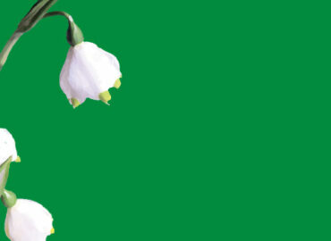 Capo D’Orlando, l’Associazione Bucaneve Odv riattiva il percorso di supporto e assistenza ai malati oncologici